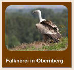 Falknerei in Obernberg